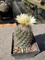 Preview: Coryphantha spec.